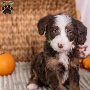 Honey, Mini Bernedoodle Puppy